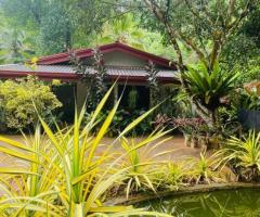 Tea land for sale near Kalawana - 2