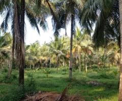 Fertile Coconut Land for Sale Near Kurunegala City