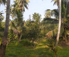 0 Acres of Coconut Land for Sale in Pannala - 2