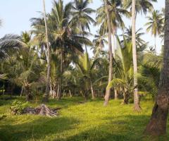 0 Acres of Coconut Land for Sale in Pannala - 3
