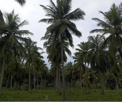 Coconut Land for Sale in Puttalam District
