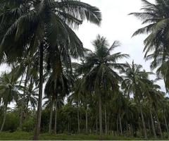 Coconut Land for Sale in Puttalam District - 2