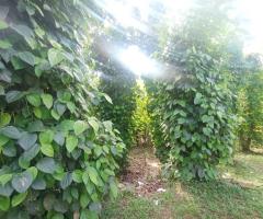 1 Acre of Pepper Land for Sale in Matale