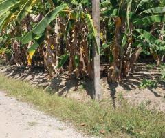 Land for Sale in Nittabuwa, Kalagedihena - 2