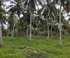 25 Acres of Fertile Coconut Land for Sale – Near Kurunegala, Katupotha - 2