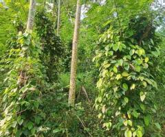 Prime Agricultural Land for Sale in Biridawela, Matale - 3