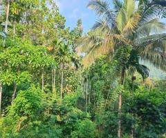Prime Agricultural Land for Sale in Biridawela, Matale - 4