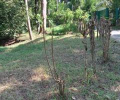 24-Perch Land for Sale Near Kandy – Prime Location - 2