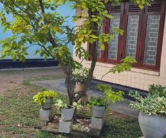 Valuable 60Perch Property for Sale in Kochchikade ndash Katana Residential and Commercial Potential - 3