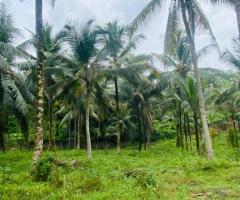 HalfAcre Fertile Coconut Land for Sale in Kirindiwela Ideal for Residence amp Cultivation