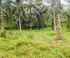 HalfAcre Fertile Coconut Land for Sale in Kirindiwela Ideal for Residence amp Cultivation - 3