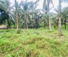 HalfAcre Fertile Coconut Land for Sale in Kirindiwela Ideal for Residence amp Cultivation - 4