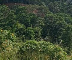 Expansive 920 Perch 6 Acre Land for Sale on PanaduraRatnapura Road Ideal for Development - 4