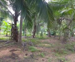 HalfAcre Land with Coconut Trees for Urgent Sale in Ambanpola