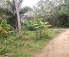 HalfAcre Land with Coconut Trees for Urgent Sale in Ambanpola - 2