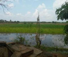 Urgent Sale 4Acre Productive Paddy Field in Hidogama Anuradhapura - 3