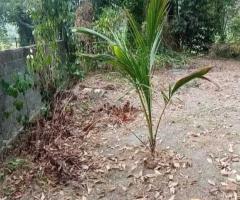 Exclusive 1540 Perch Land for Sale in Hokandara Facing AthurugiriyaMalabe Main Road - 3