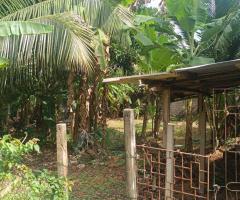 Prime 12 Perch Land for Sale Near Dankotuwa Town Serene amp Ready to Build - 2