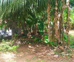 Prime 12 Perch Land for Sale Near Dankotuwa Town Serene amp Ready to Build - 3