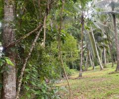 Prime 160 Perch Coconut Land for Sale in Ahugammana Delgoda Ideal for Residence or Business