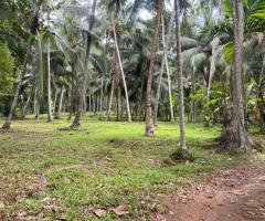 Prime 160 Perch Coconut Land for Sale in Ahugammana Delgoda Ideal for Residence or Business - 3