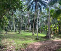 Prime 160 Perch Coconut Land for Sale in Ahugammana Delgoda Ideal for Residence or Business - 4