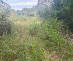 Prime HalfAcre Land for Sale in Hurulu Nikawewa Galenbidunuwewa Ideal for Home or Business