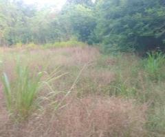 Prime HalfAcre Land for Sale in Hurulu Nikawewa Galenbidunuwewa Ideal for Home or Business - 3