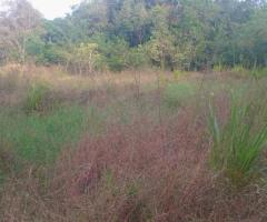 Prime HalfAcre Land for Sale in Hurulu Nikawewa Galenbidunuwewa Ideal for Home or Business - 4