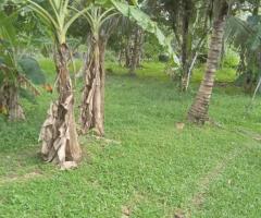 🌟 THE BEST DEAL IN TOWN! Prime 135 Perch Flat Land for Sale in Ganemulla Town! 🌟