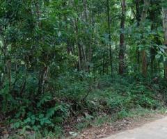 📢 Prime 131 Perch Land for Sale in Wattegama - Facing a Scenic Paddy Field! 🏡✨ - 4