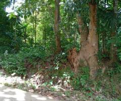 📢 Prime 131 Perch Land for Sale in Wattegama - Facing a Scenic Paddy Field! 🏡✨ - 7