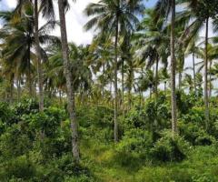🌿 Prime 40 Perch Land for Sale in Jayasiripura, Anuradhapura - Near Malwathu Oya! 🌴 - 4