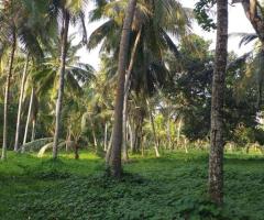 🌿 Prime 40 Perch Land for Sale in Jayasiripura, Anuradhapura - Near Malwathu Oya! 🌴 - 6