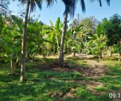 🌳 3 Acre 20 Perch Land with House for Sale on Kurunegala-Negombo Road! 🥭🏡
