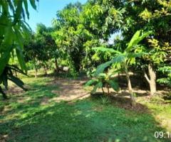 🌳 3 Acre 20 Perch Land with House for Sale on Kurunegala-Negombo Road! 🥭🏡 - 3