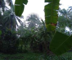 🌾 120 Perch Land with House for Sale in Kandepola Welpalla, Pannala! 🏡✨ - 4