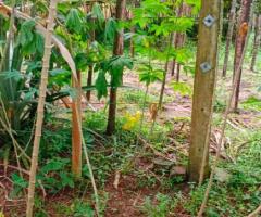 🌴 36 Perch Coconut Land for Sale in Artigala, Homagama! 🏡✨ (20m to 219 Bus Route) - 3