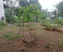 🏡 Prime 15 Perch Land for Sale Near Kadana-Ganemulla Road! ✨ (150m to Main Road) - 7