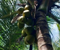 📌️Your Dream Home & Lush in Gokarella 🌴🏠️ - 10