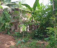 .Weliweriya, Kotuwa 514: 133-Perch Land with Two-Story House - Coconut, Fruit Plantations - 3