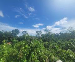 Cinnamon Cultivation Land Plots for Sale in Ginimellagaha, Hikkaduwa