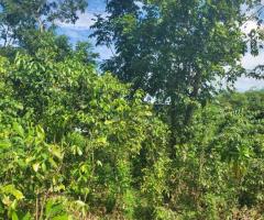 Cinnamon Cultivation Land Plots for Sale in Ginimellagaha, Hikkaduwa - 3