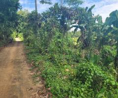 Cinnamon Cultivation Land Plots for Sale in Ginimellagaha, Hikkaduwa - 6
