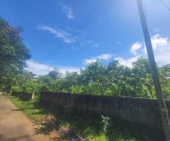 Cinnamon Cultivation Land Plots for Sale in Ginimellagaha, Hikkaduwa - 9
