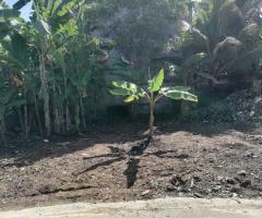 🏡 Land for Sale in Gangodawila! ✨ (Ideal for Residence or Business) - 6