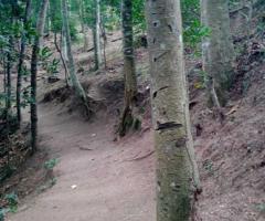 🏕️ Valuable Land in Ampitiya for Business or Resort!🌱 ✨ - 6