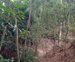 🏕️ Valuable Land in Ampitiya for Business or Resort!🌱 ✨ - 10