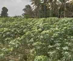 🌳Valuable Land in Gonapola, Kumbuka North - Serene & Connected! 🏞️ - 4