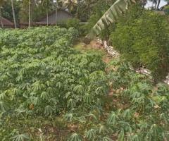 🌳Valuable Land in Gonapola, Kumbuka North - Serene & Connected! 🏞️ - 5